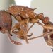 Myrmica incompleta - Photo (c) California Academy of Sciences, 2000-2010,  זכויות יוצרים חלקיות (CC BY-NC-SA)