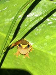 Dendropsophus sarayacuensis