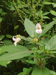 Impatiens glandulifera