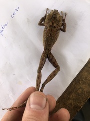 Pristimantis rubicundus