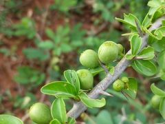 Canthium coromandelicum