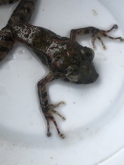 Pristimantis rubicundus