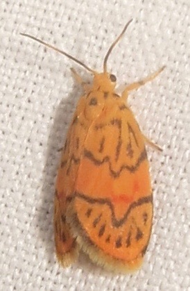 Barsinella desetta