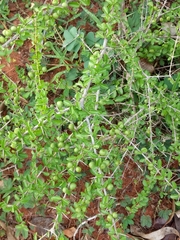 Canthium coromandelicum