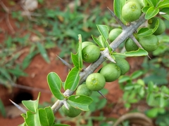 Canthium coromandelicum