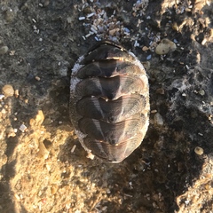 Acanthopleurinae