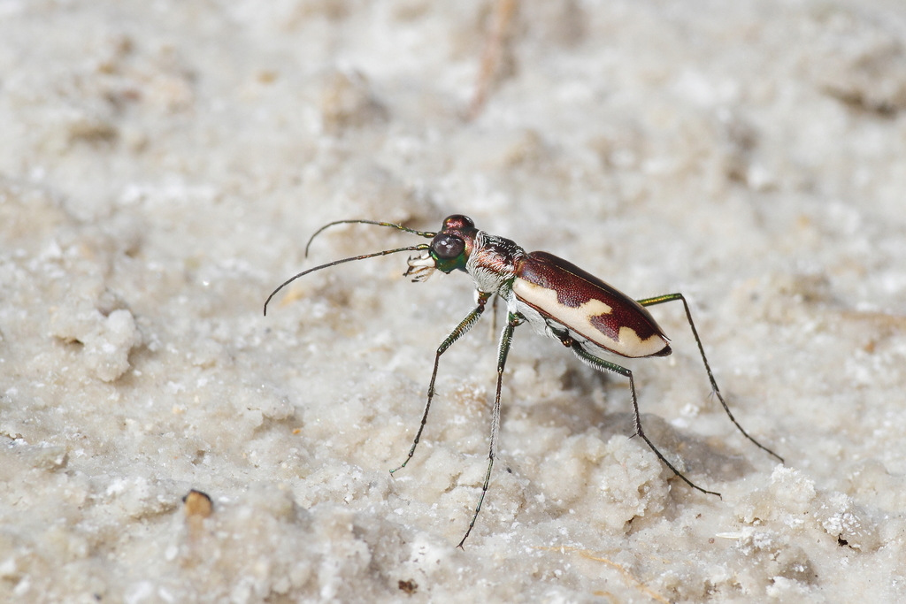 Eunota fulgoris