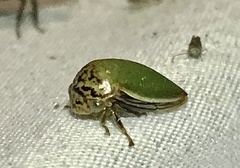 Stictopelta marmorata