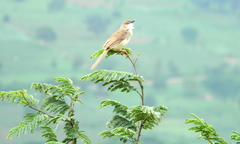 Prinia sylvatica