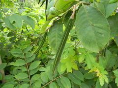 Wrightia arborea