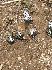 Protographium epidaus fenochionis