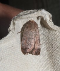 Protolampra sobrina
