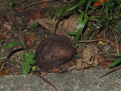 Calvatia lilacina