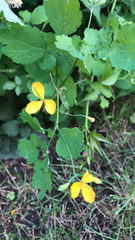 Chelidonium majus