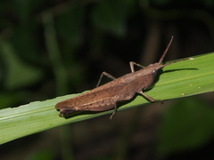 Phlaeoba antennata