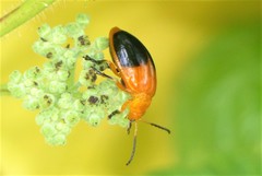 Oides palleata