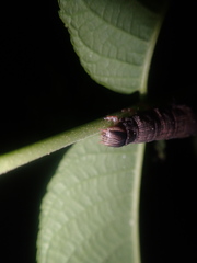 Catocala piatrix