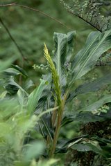 Hedychium spicatum