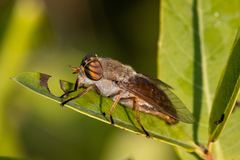 Hybomitra expollicata
