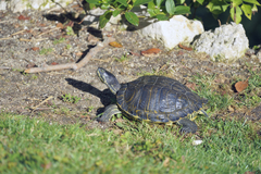 Trachemys scripta