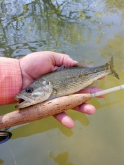 Micropterus treculii