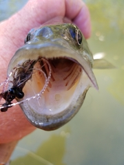 Micropterus treculii