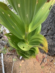 Veratrum insolitum