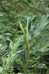 Hedychium spicatum