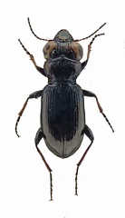 Notiophilus palustris