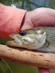 Micropterus treculii