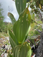 Veratrum insolitum