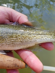 Micropterus treculii