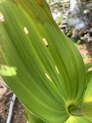 Veratrum insolitum