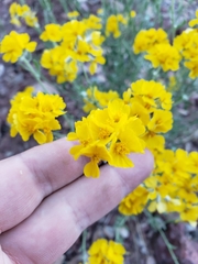 Psilostrophe gnaphalodes