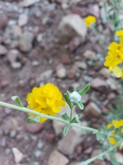 Psilostrophe gnaphalodes