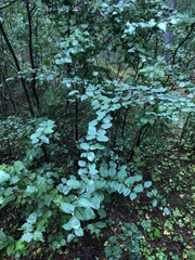 Cotoneaster melanocarpus
