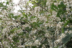 Derris scandens