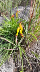 Lachenalia quadricolor