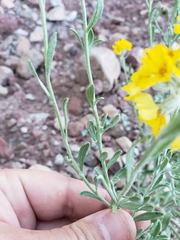 Psilostrophe gnaphalodes