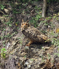 Bubo bengalensis