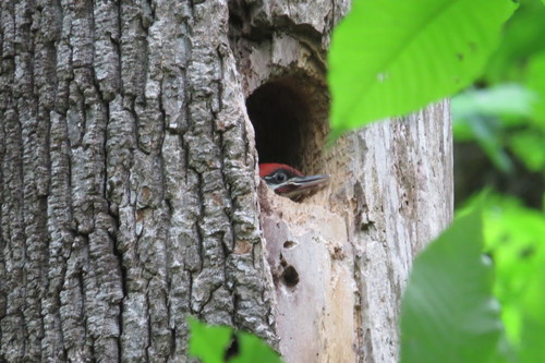 Pileated Woodpecker photographed in North Carolina