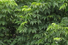 Lannea coromandelica