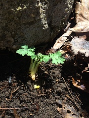 Stylophorum diphyllum