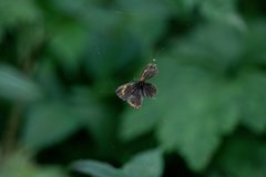 Heliophorini