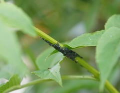 Aphis sambuci