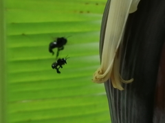 Frieseomelitta nigra