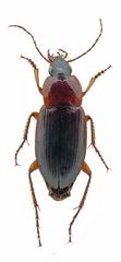 Calathus cinctus