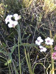 Adenandra brachyphylla