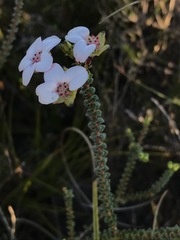 Adenandra brachyphylla