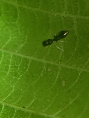 Synemosyna formica